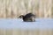 A red-necked grebe Podiceps grisegena jumping out of the water to stretch in a pond at the village Linum Germany.