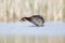 A red-necked grebe Podiceps grisegena jumping out of the water to stretch in a pond at the village Linum Germany.