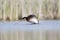 A red-necked grebe Podiceps grisegena jumping out of the water to stretch in a pond at the village Linum Germany.