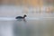 A red-necked grebe Podiceps grisegena swimming and foraging in the early morning mist in a pond at the village Linum Germany.