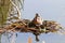 A red necked grebe sits on a floating nest