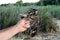 The red-necked nightjar Caprimulgus ruficollis.