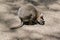 Red necked pademelon