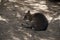 Red necked pademelon