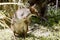 The red necked pademelon is preening herself