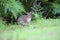 Red-necked Pademelons