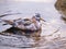 Red-Necked Phalarope