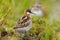 Red-necked phalarope