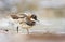 Red-necked phalarope feeding in water