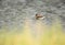 Red-necked phalarope on lake feeding