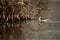 Red-necked phalarope in marsh habitat, Bahrain