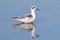 Red-necked Phalarope Phalaropus lobatus Birds on the Water reflection