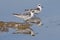 Red-necked Phalarope Phalaropus lobatus Nonbreeding Birds of Thailand