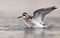 Red-necked phalarope tries to take off with lifted wings from warm water in summer day with clean neat background