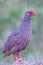 Red Necked Spurfowl