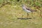 Red-necked Stint