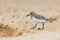 Red-necked Stint