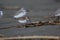 Red Necked Stint in New Zealand