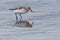 Red Necked Stint in New Zealand