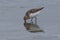 Red Necked Stint in New Zealand