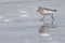 Red Necked Stint in New Zealand