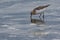 Red Necked Stint in New Zealand