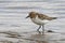 RED-NECKED STINT standing in the shallows spring