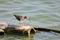 Red-necked Stint,Thailand