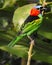 Red- necked Tanager