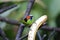 Red-necked tanager, Folha Seca, Brazil