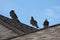 Red-necked Vultures on a Roof