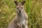 Red Necked Wallaby