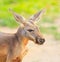 Red-necked wallaby