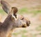 Red-necked wallaby