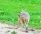 Red-necked wallaby