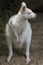 Red-necked Wallaby - albino