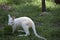 Red necked wallaby albino joey