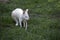 Red necked wallaby albino joey