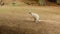 Red-necked Wallaby albino kangaroo looking around and scratch itself