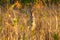 Red-necked Wallaby in Australia