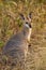 Red-necked Wallaby in Australia