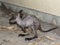 Red-necked wallaby baby is on the ground