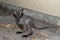 Red-necked wallaby baby is on the ground