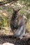 Red-necked wallaby or Bennett\'s wallaby - female with her joey