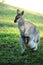 red-necked wallaby or Bennett\\\'s wallaby (Macropus rufogriseus) Bunya Mountains, Queensland, Australia