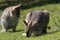 red-necked wallaby or Bennett\\\'s wallaby (Macropus rufogriseus) Bunya Mountains, Queensland, Australia