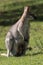 red-necked wallaby or Bennett\\\'s wallaby (Macropus rufogriseus) Bunya Mountains, Queensland, Australia