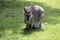 red-necked wallaby or Bennett\\\'s wallaby (Macropus rufogriseus) Bunya Mountains, Queensland, Australia