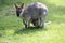 red-necked wallaby or Bennett\\\'s wallaby (Macropus rufogriseus) Bunya Mountains, Queensland, Australia