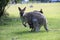 red-necked wallaby or Bennett\\\'s wallaby (Macropus rufogriseus) Bunya Mountains, Queensland, Australia